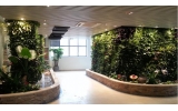 室外长沙植物墙爬藤植物的怎么选择，你知道吗？