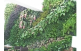 你知道湖南植物墙在城市里的作用是什么吗？