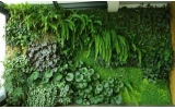 苔藓植物墙有哪些优点和作用