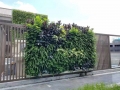 植物墙设计中应注意的问题有哪些？