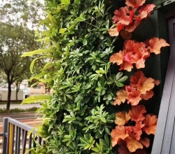 常德室外植物墙