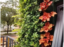湖南绿植墙：与墙面相结合的装饰方式